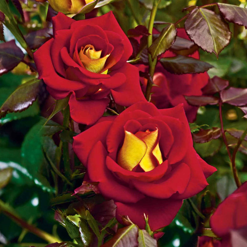 Ketchup & Mustard Floribunda Rose