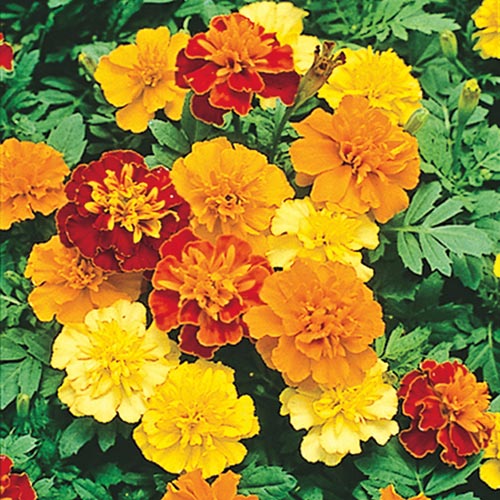 Boy O Boy Marigold Seed Mix