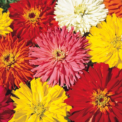 Cactus Flowered Zinnia Seed Mix