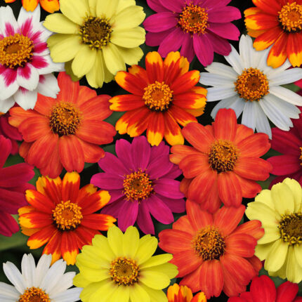 Zahara Improved Zinnia Seed Mix