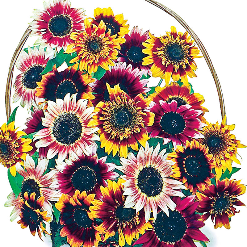 Bohemian Rhapsody Sunflower Seed Mix