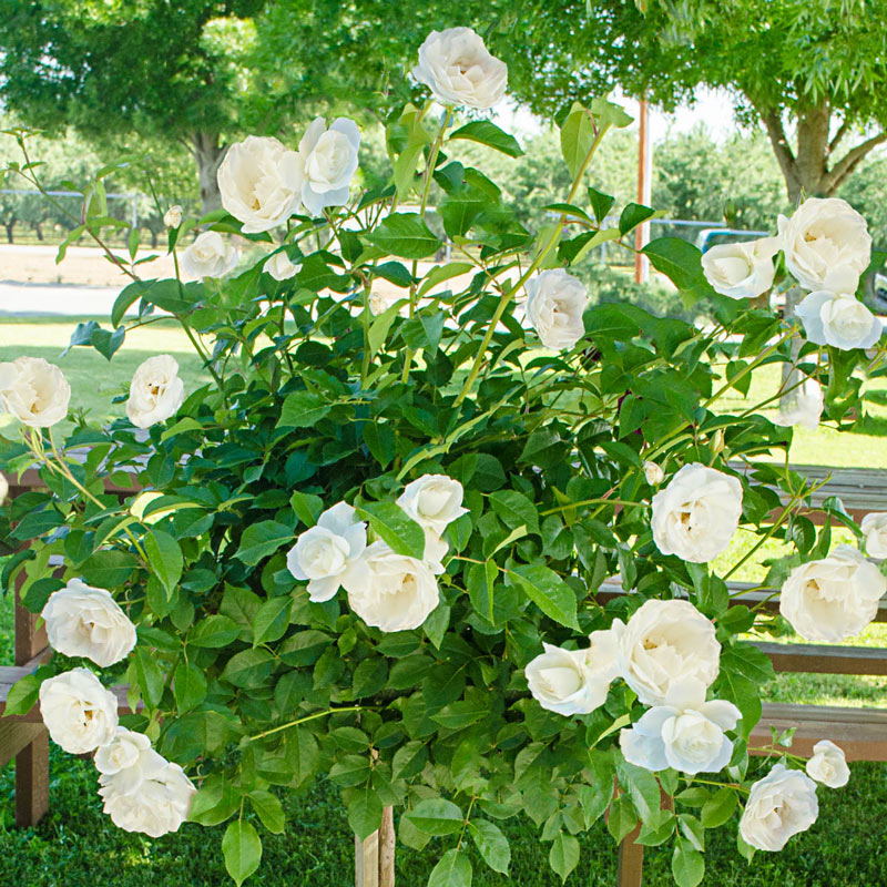 Iceberg Floribunda Rose