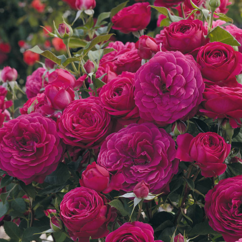 Celestial Night Floribunda Rose