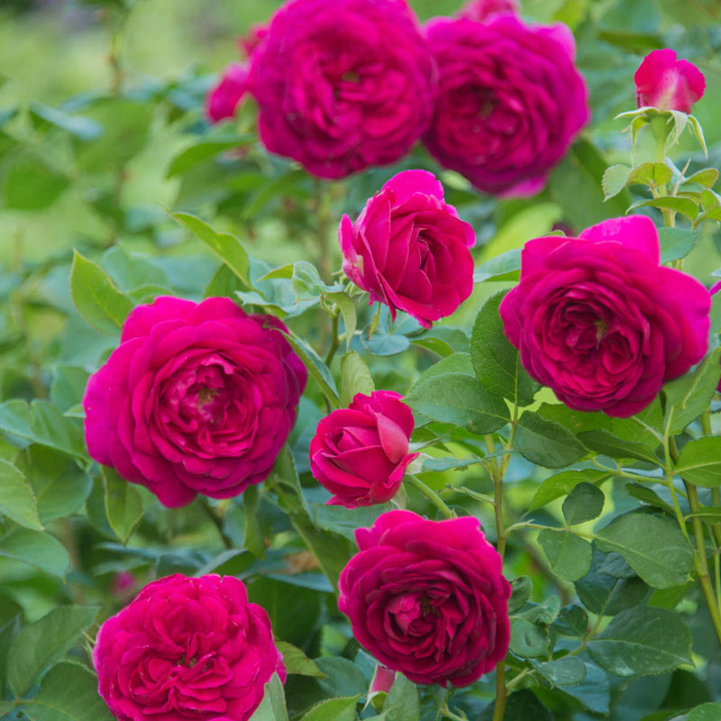 Celestial Night Floribunda Rose