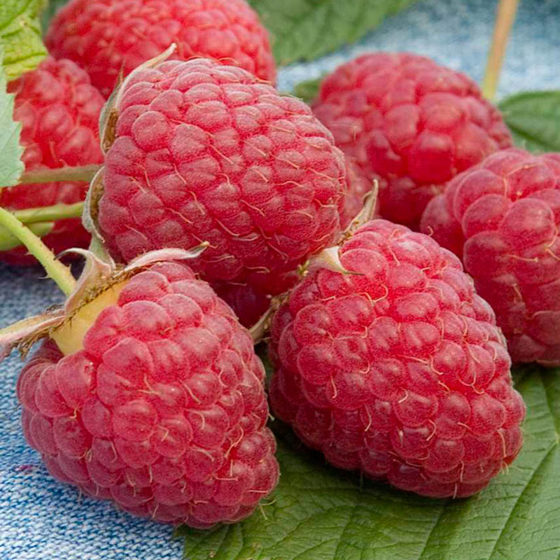 Heritage Raspberry Plant