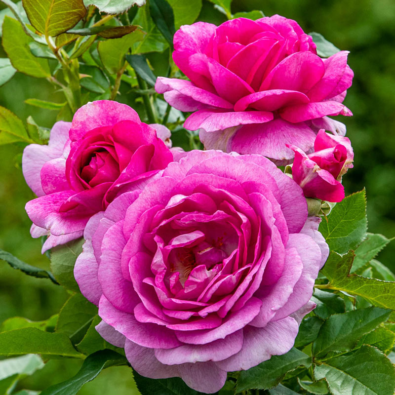 Perfume Factory Hybrid Tea Rose