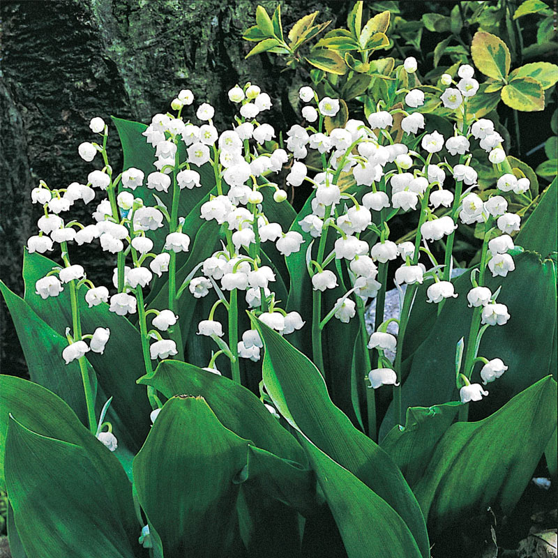 Lily of the Valley Plant