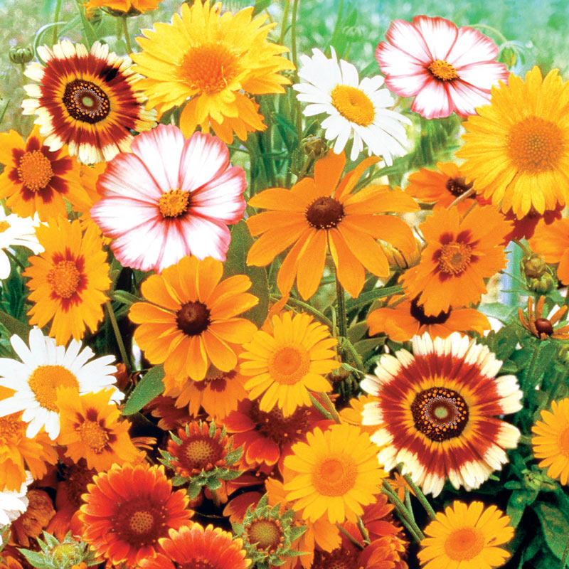 Daisy Seed Mix