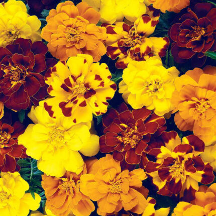 Marigold Durango Outback Seed Mix