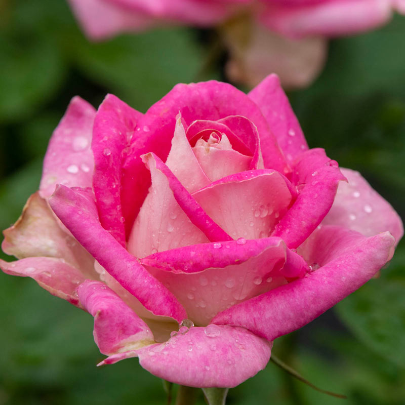 Painted Porcelain Hybrid Tea Rose