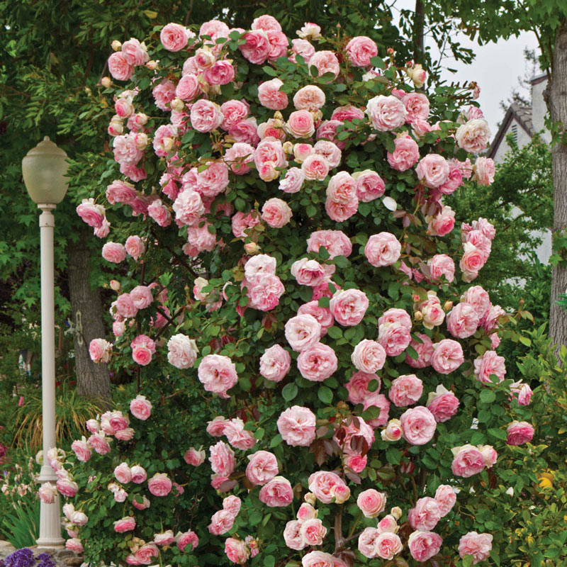 Pearly Gates Climbing Rose