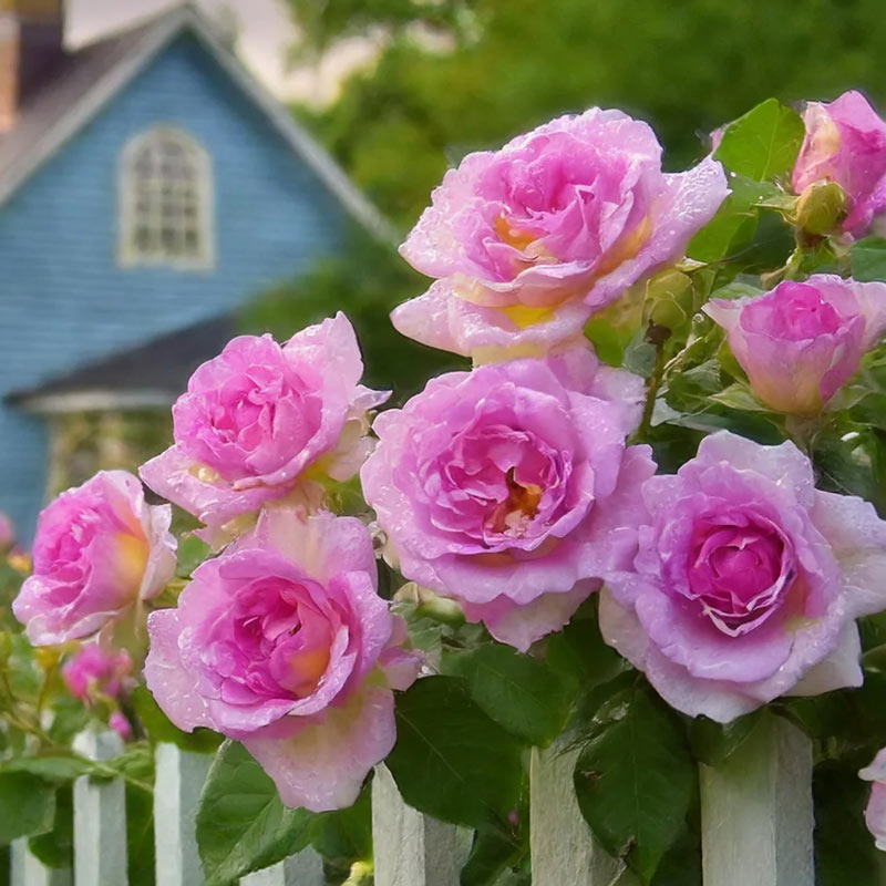 Arctic Blue  Floribunda Rose