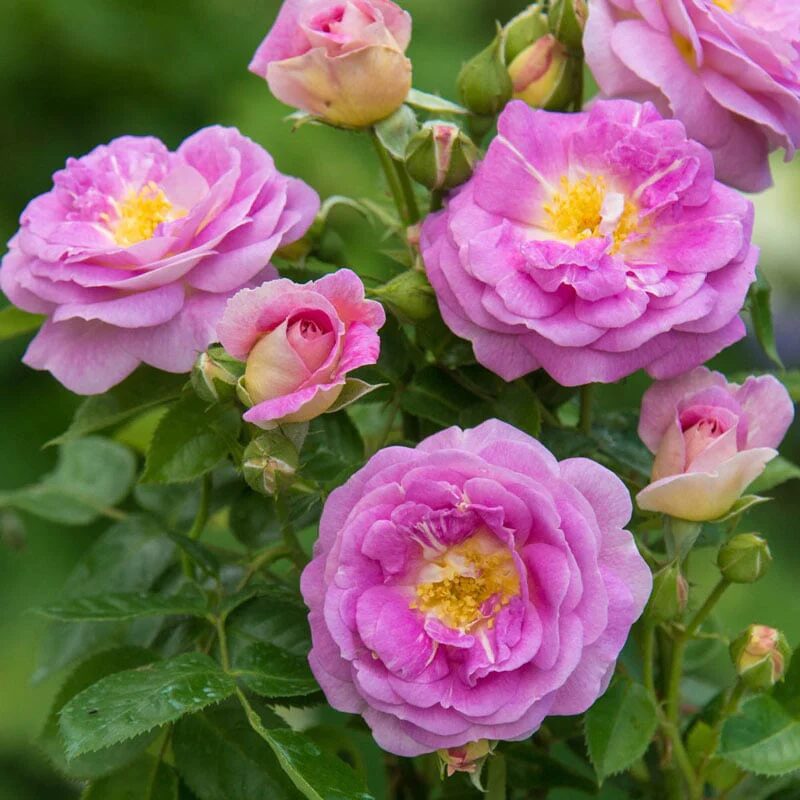 Arctic Blue  Floribunda Rose