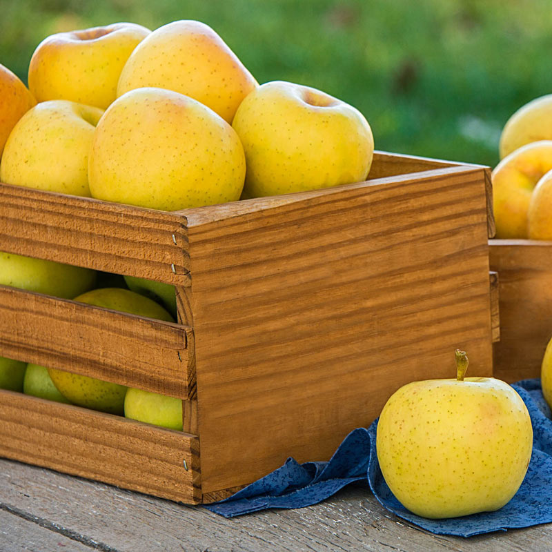 Crunch-A-Bunch Reachables Apple Tree