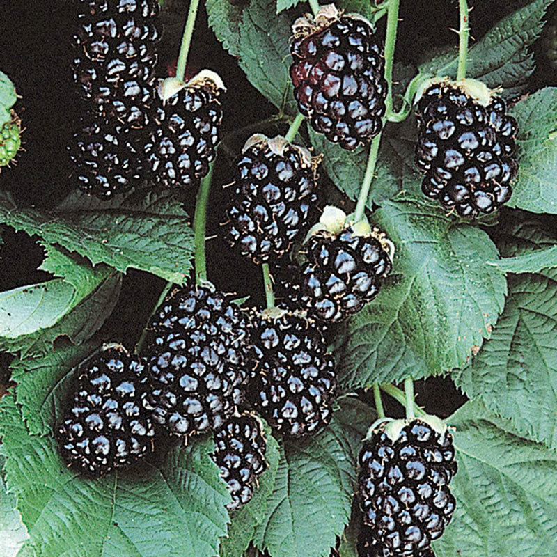 Sweetie Pie Blackberry Plant