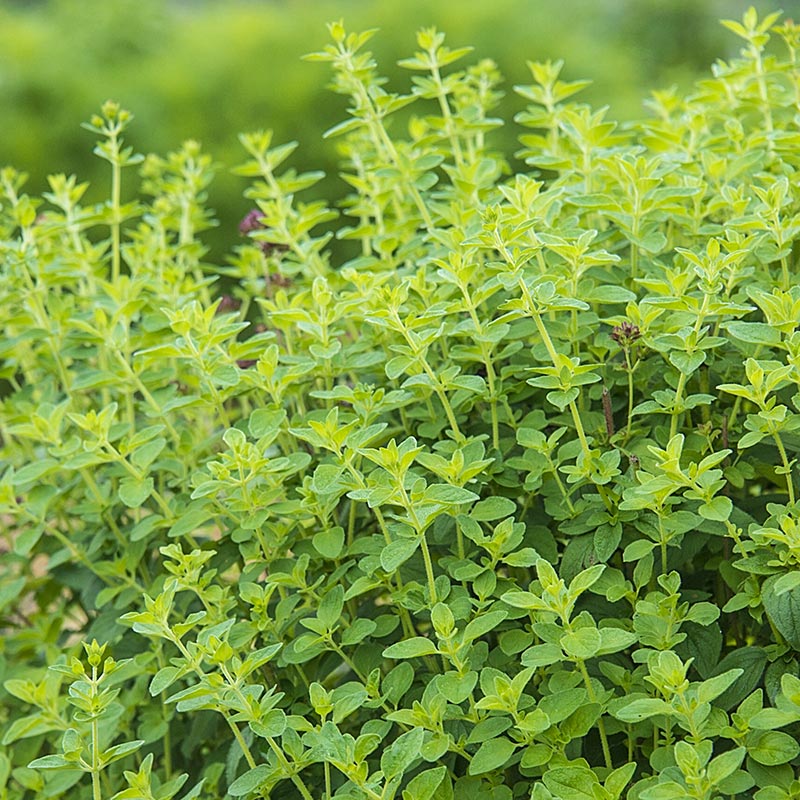 Oregano Herb — Plant