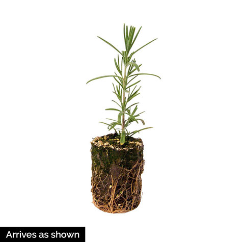 Rosemary Herb — Plant