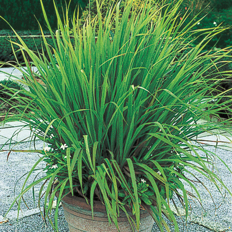 Lemon Grass Plant