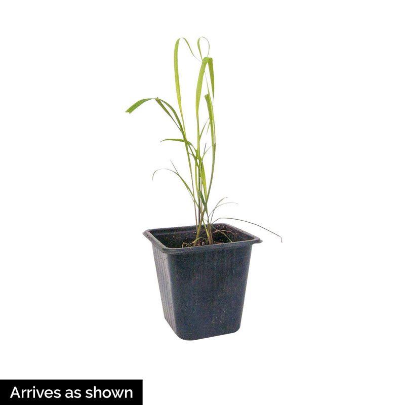 Lemon Grass Plant