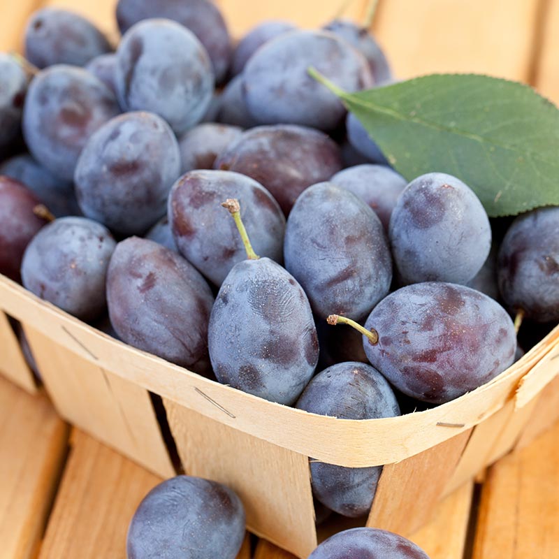 Blue Damson Plum Tree