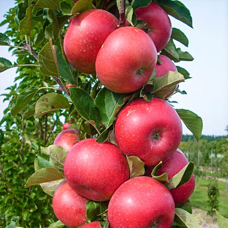 Tasty Red Fruit Snacks Apple Tree