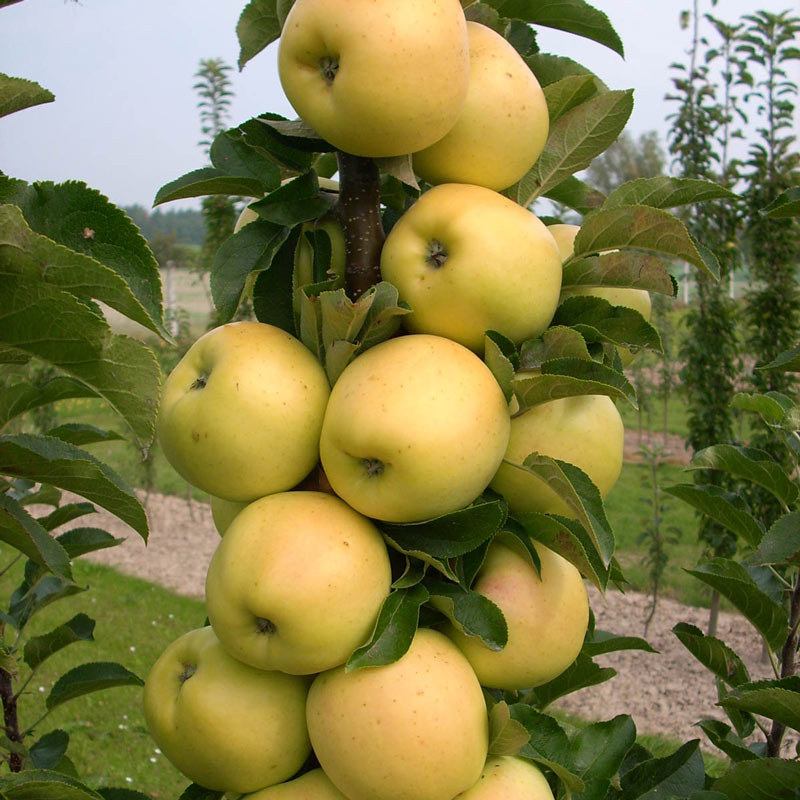 Golden Treat Fruit Snacks Apple Tree