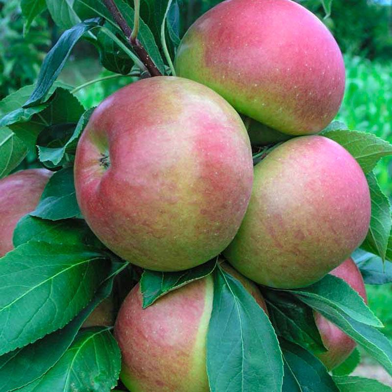 Blushing Delight Fruit Snacks Apple Tree