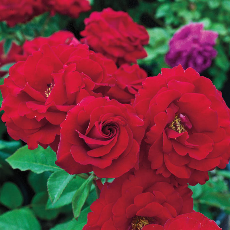 Oh My! Floribunda Rose - Jumbo