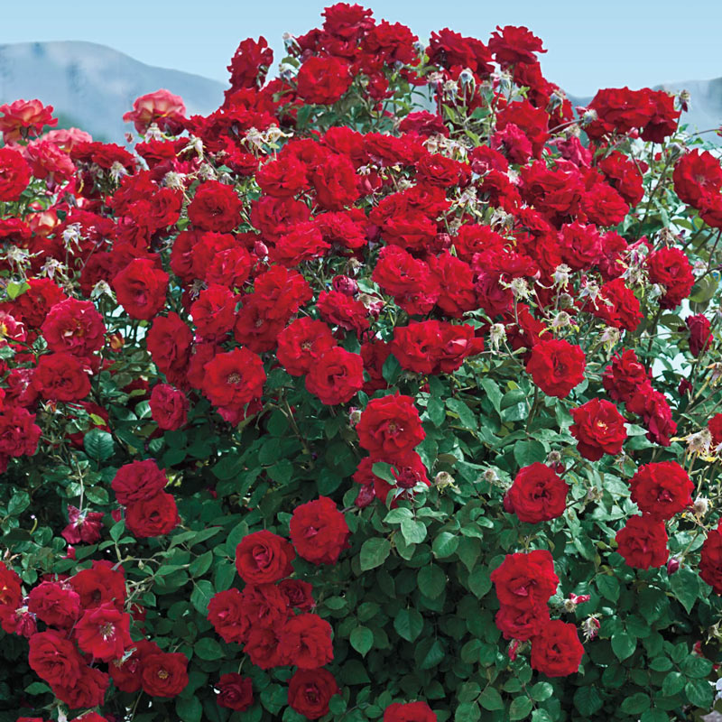 Oh My! Floribunda Rose - Jumbo