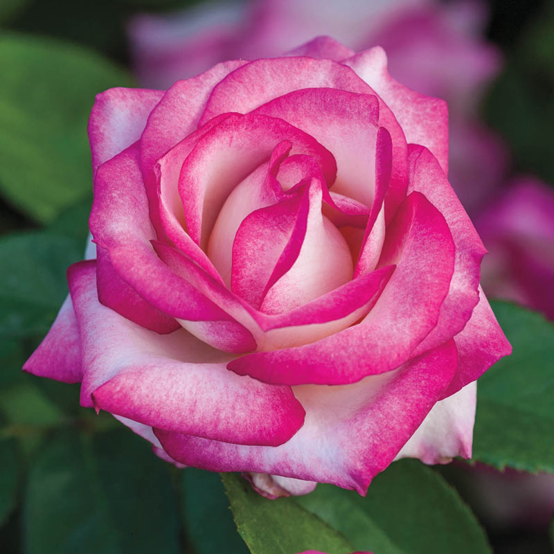 Miss Congeniality Grandiflora Rose