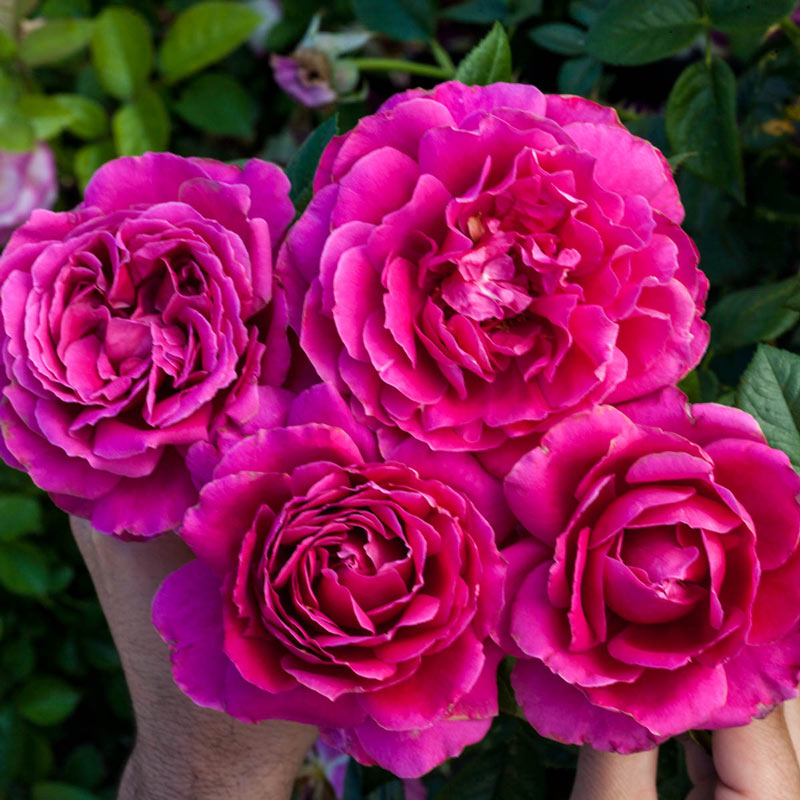 Pretty Lady Rose Hybrid Tea Rose