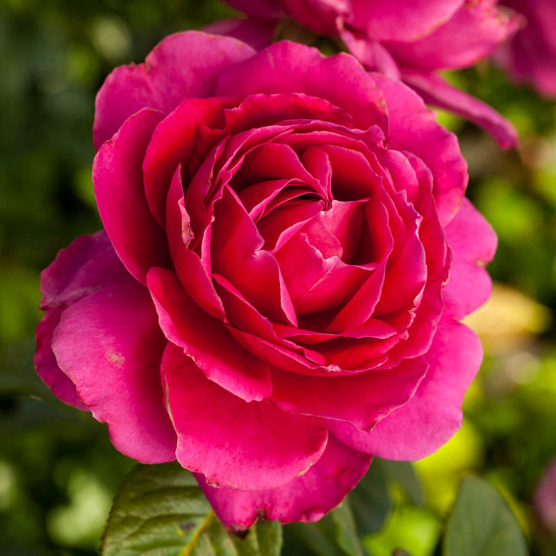 Pretty Lady Rose Hybrid Tea Rose