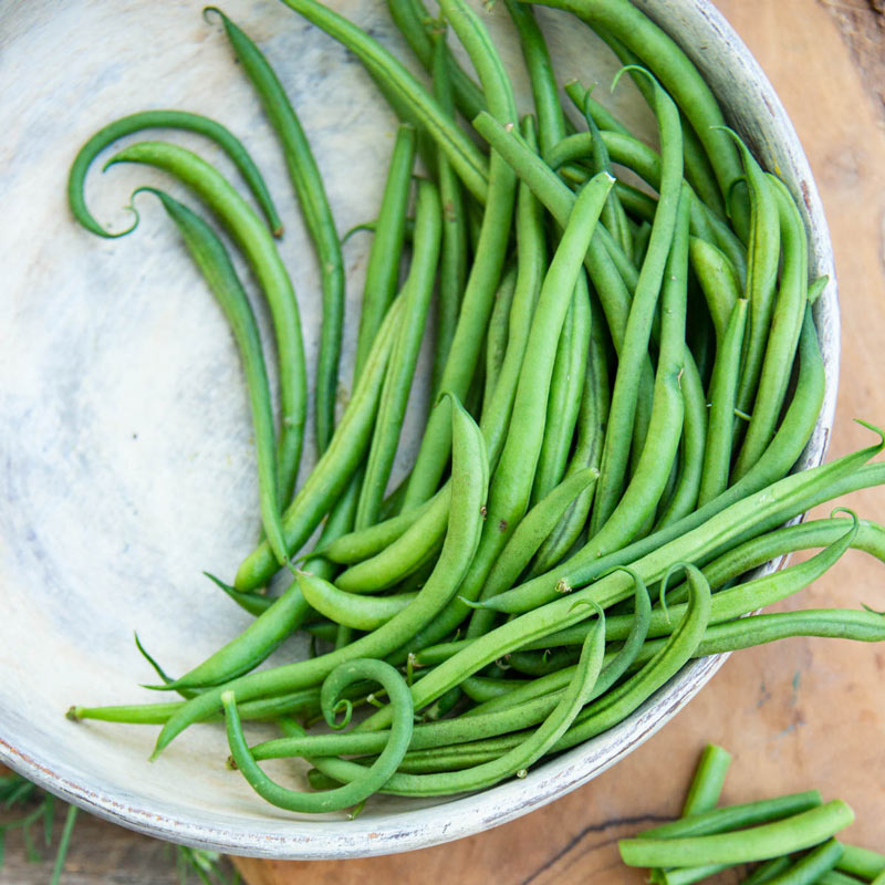 Grenada Bush Bean Seed