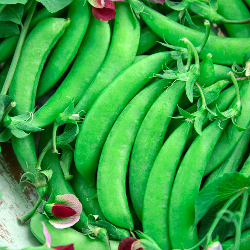 Magnolia Blossom Sugar Snap Pea Seed