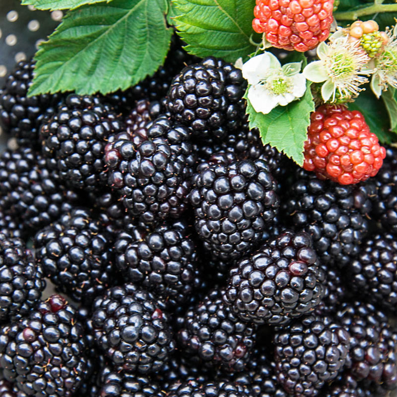 Black Magic Blackberry Plant