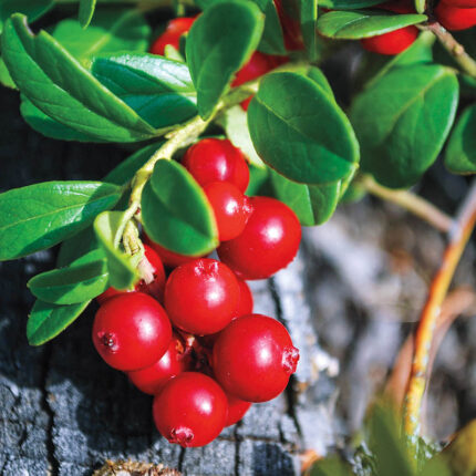 Lingonberry Plant