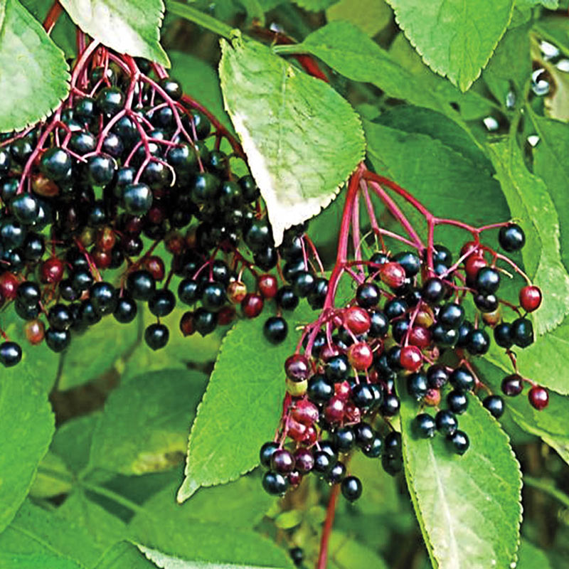 Wyldewood Elderberry Plant