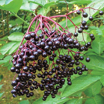 Wyldewood Elderberry Plant