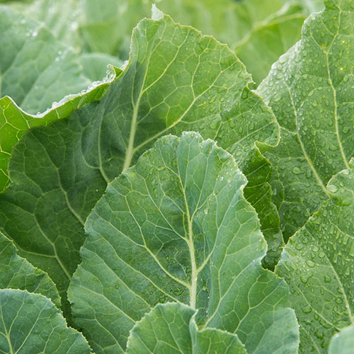 Top Bunch Hybrid Collards Seed