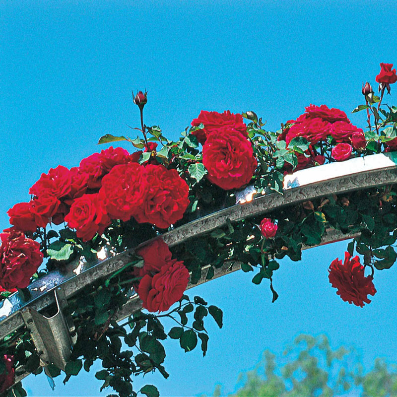 Don Juan Climbing Rose