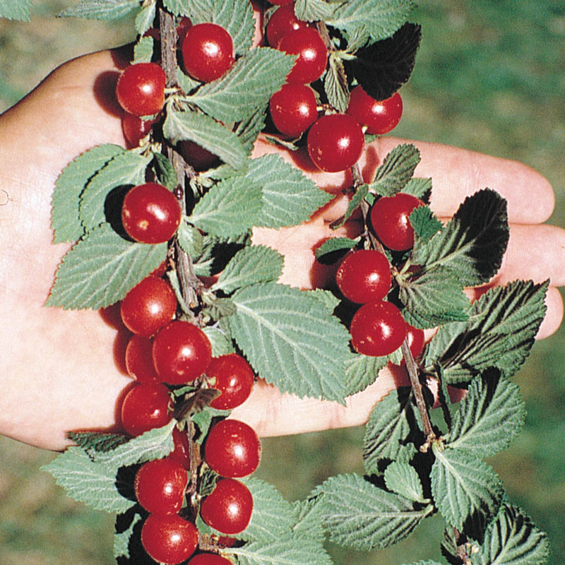 Nanking Bush Cherry Tree