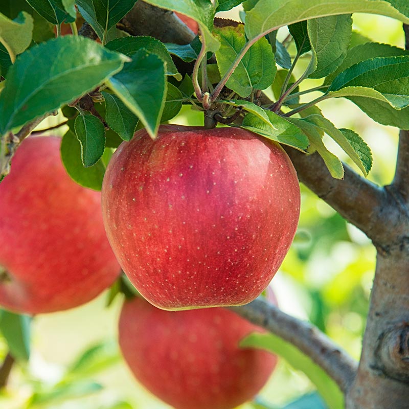 Bakers Delight Apple Tree