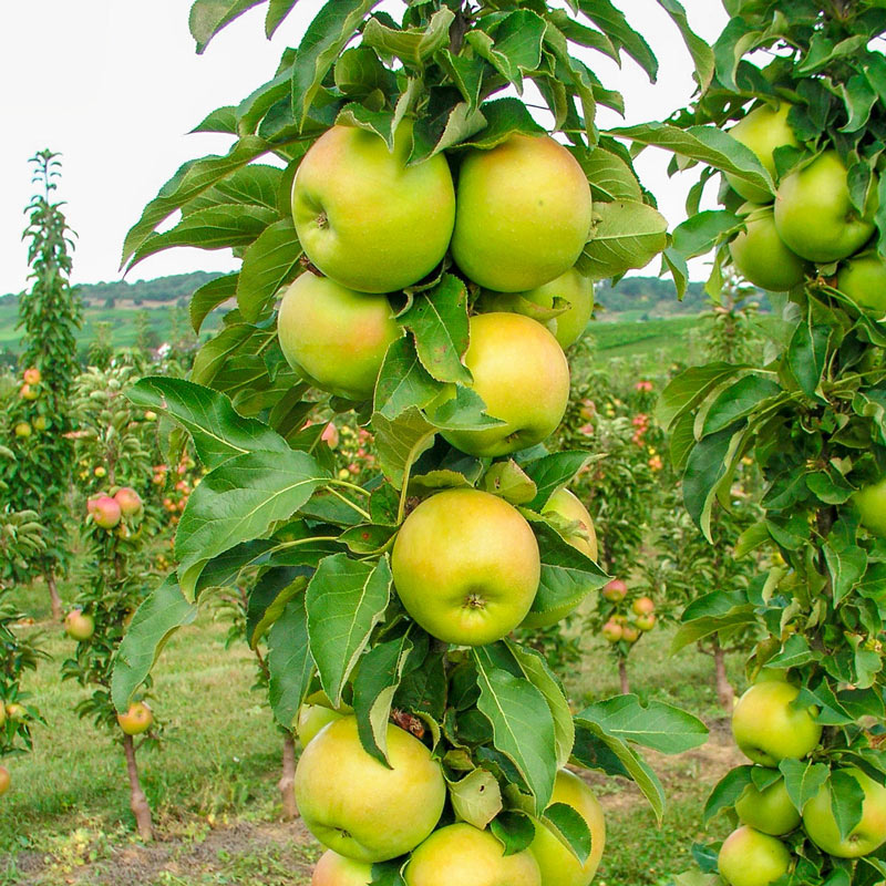 Tangy Green Fruit Snacks Apple Tree