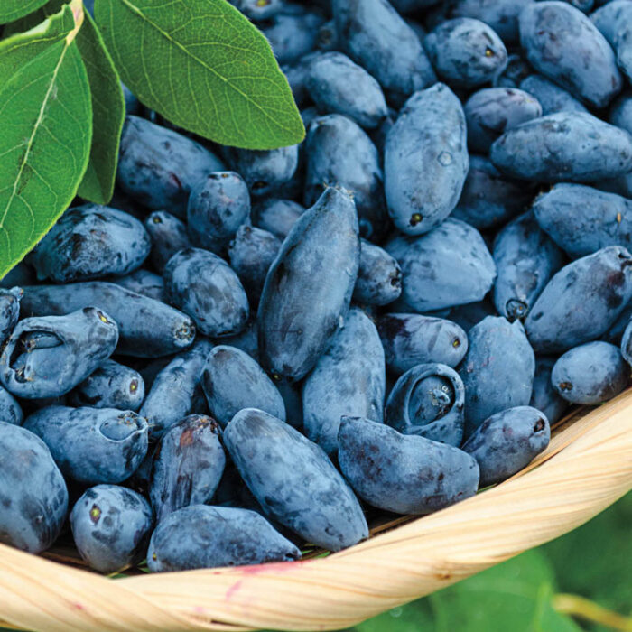 Early Blue Honeyberry Plant