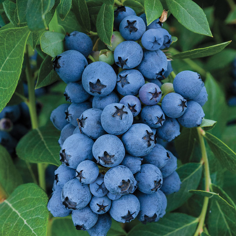 Jewel Southern Highbush Blueberry