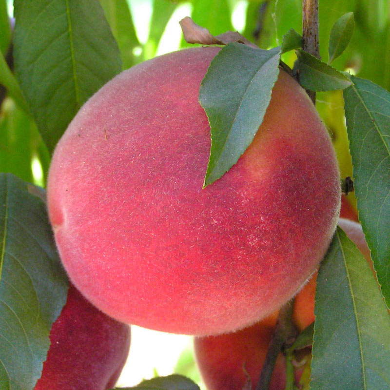 John Fanick Peach Tree