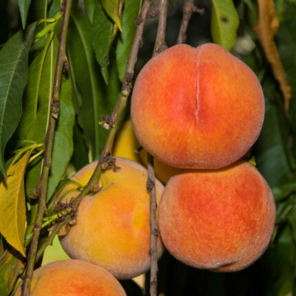 Loring Peach Tree