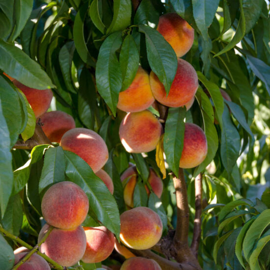 Peachy Keen Peach Tree