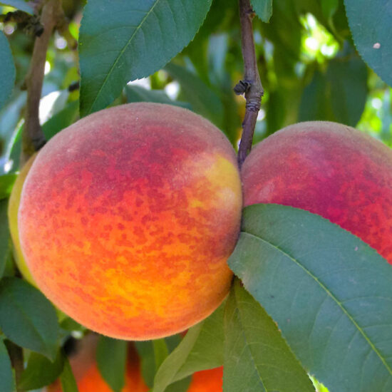 Redskin Peach Tree