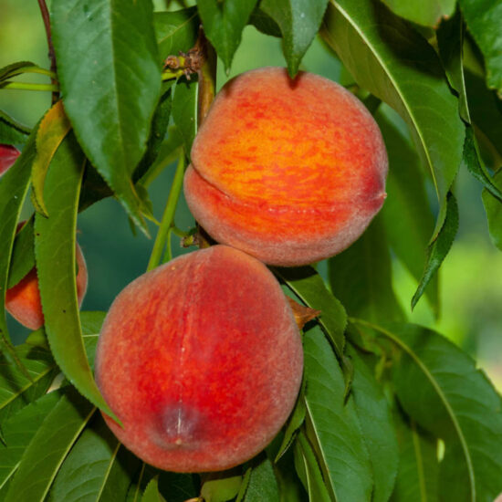 June Gold Peach Tree